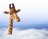 Fototapeta  - Funny giraffe with coming out of the clouds