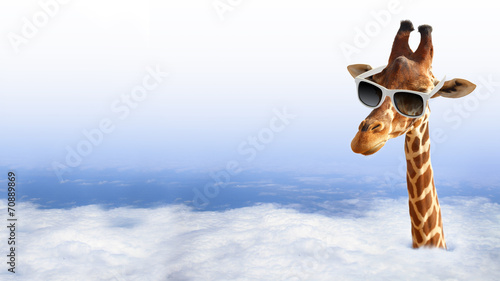 Naklejka na kafelki Funny giraffe with sunglasses coming out of the clouds