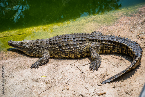 Plakat cocodrilos Krokodyle walczą o jedzenie w parku.
