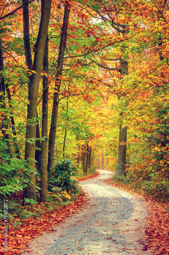 Naklejka na drzwi Autumn forest