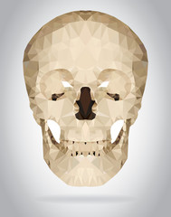 Wall Mural - Human skull vector isolated geometric illustration