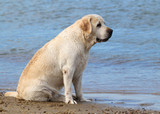 Fototapeta  - labrador at the sea portrait close up