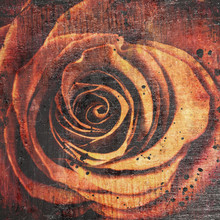 Beautiful Close Up Red Rose