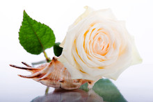 White Rose And Seashell
