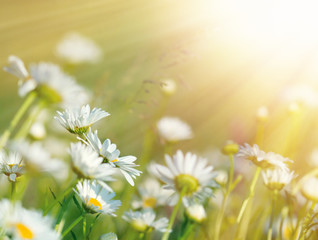 Beautiful daisy flowers bathed in sunlight