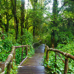 Wall Mural - Pathway in the tropical rainforest