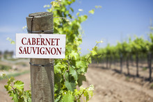 Cabernet Sauvignon Sign On Vineyard Post