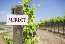 Merlot Sign On Vineyard Post