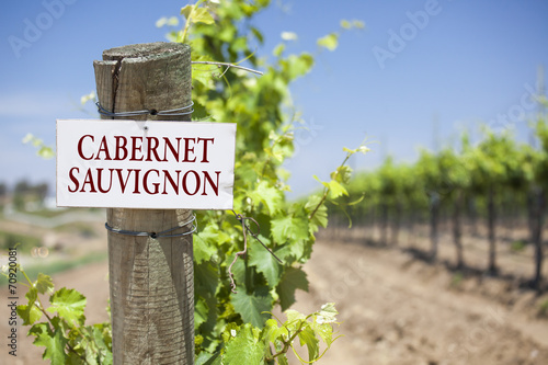 Fotografie, Obraz Cabernet Sauvignon Sign On Vineyard Post