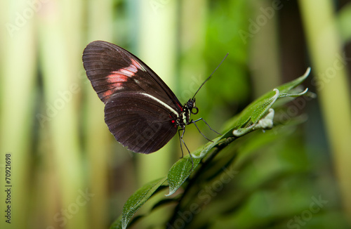 Board z aluminiowym obramowaniem Motyl listonosza
