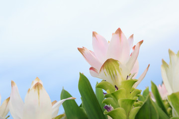 Wall Mural - pink siam tulip
