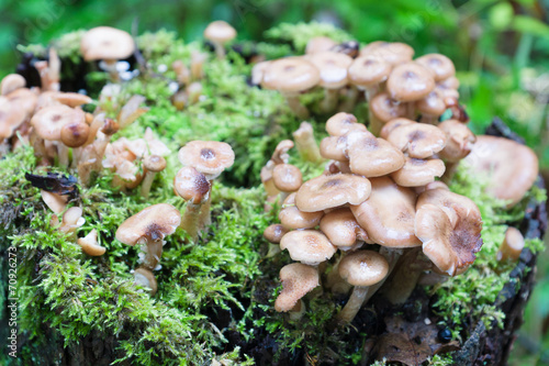 Plakat na papierze fotorealistycznym Miód agarics