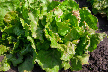 Wall Mural - Lettuce in garden