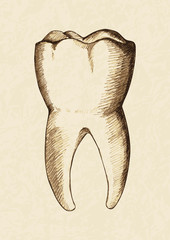 Wall Mural - sketch illustration of human tooth