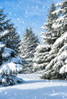 © soleg - fir trees covered by snow
