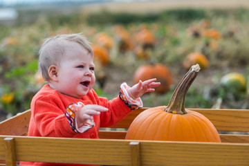 Sticker - Pumpkin patch