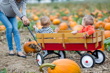 Sticker - Pumpkin patch