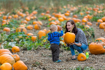 Wall Mural - Pumpkin patch