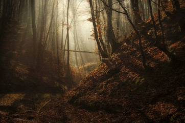 Wall Mural - sun rays in wild forest at sunrise after rain