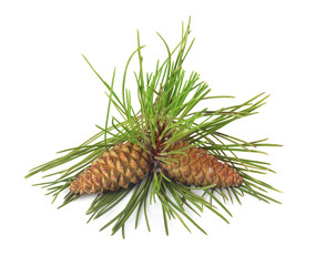 branch of christmas tree and pine cones on white isolated backgr