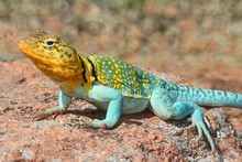 Western Collard Lizard (Crotaphytus Collaris)