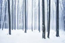 Winter Snowy Forest Scene