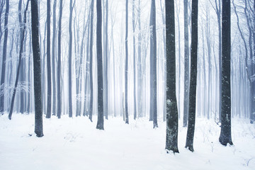 Wall Mural - Winter snowy forest scene