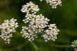 © shihina - Achollea alpina var longiligulata, Yarrow White
