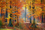 Fototapeta Las - Light in autumn forest