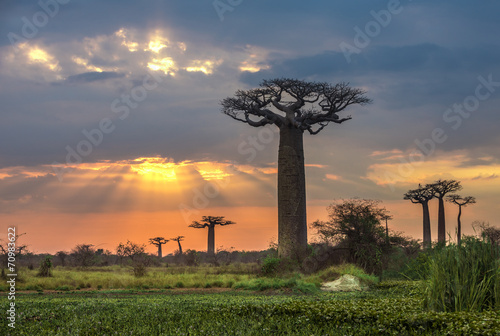 Tapeta ścienna Wschód słońca nad aleją baobabów, Madagaskar