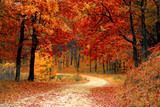 Fototapeta Las - Road through the forest with autumn trees 