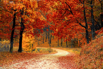 road through the forest with autumn trees