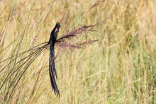A Wild Male Long-tailed Widowbird Perched On Long Grass