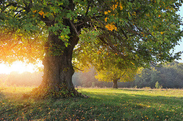 Autumn landscape with tree in sunlight