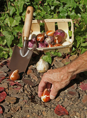 Wall Mural - plantation de bulbes de tulipes et jacinthes