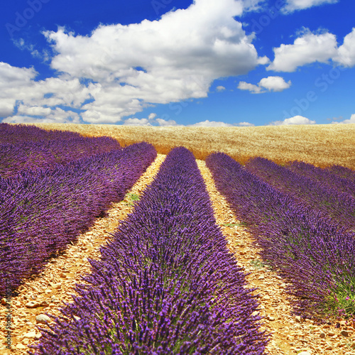 Tapeta ścienna Piękne feeldy kwitnącego lavanda - Prowansja, Francja