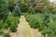 Weihnachten kann kommen - Weihnachtsbäume in der Baumschule