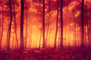 Fototapeta vintage drzewa natura jesień