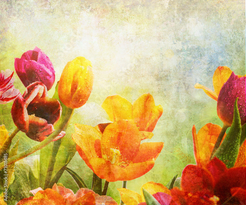 Tapeta ścienna na wymiar tulpen bunt tropfen alt