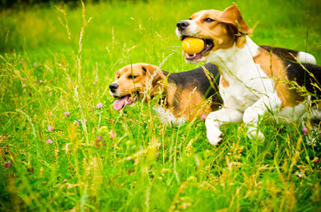 two beagle