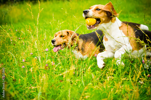 Plakat na papierze fotorealistycznym Dwa beagle