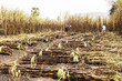 workers harvesting sugarcane in farm