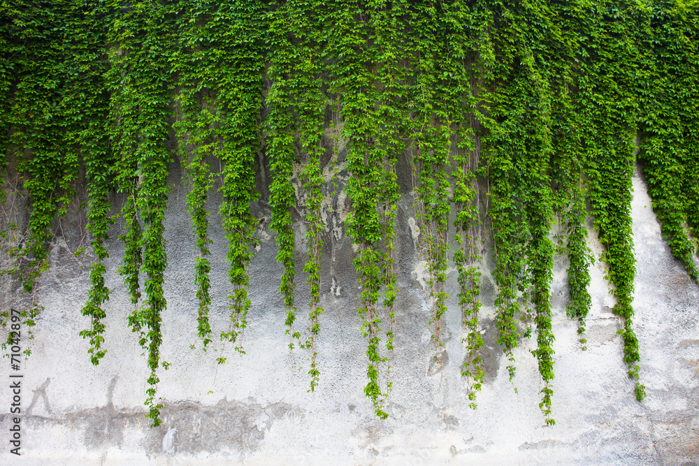 Old concrete wall covered with the green ivy - obrazy, fototapety, plakaty 