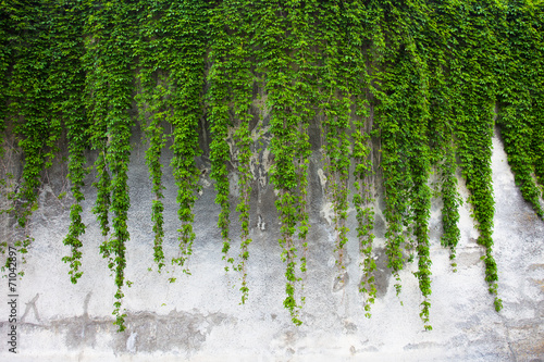 Fototapeta mur  stary-betonowy-mur-pokryty-zielonym-bluszczem