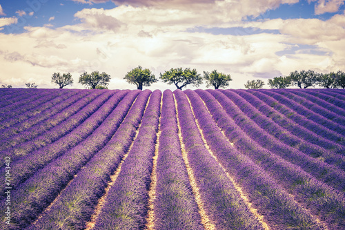 Naklejka - mata magnetyczna na lodówkę Beautiful Lavender field