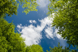Fototapeta Fototapety z widokami - Lush green foliage and sky with clouds in the forest in spring