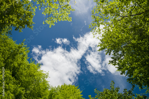 Fototapeta na wymiar Lush green foliage and sky with clouds in the forest in spring