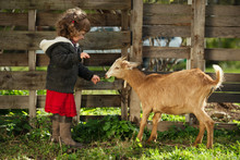 Little Girl Feeding Goat In The Garden