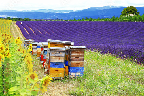 Board z aluminiowym obramowaniem Słonecznik, lavander i ul - provence, francja