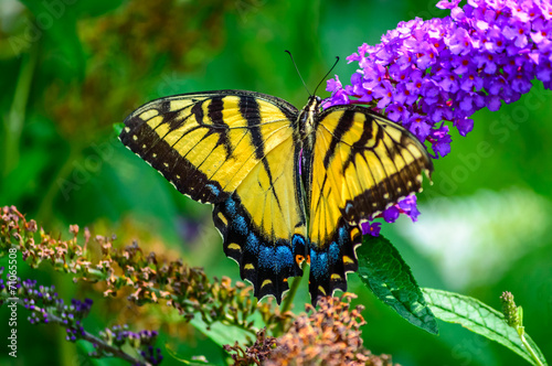 Naklejka samoprzylepna Motyl z otwartymi skrzydłami